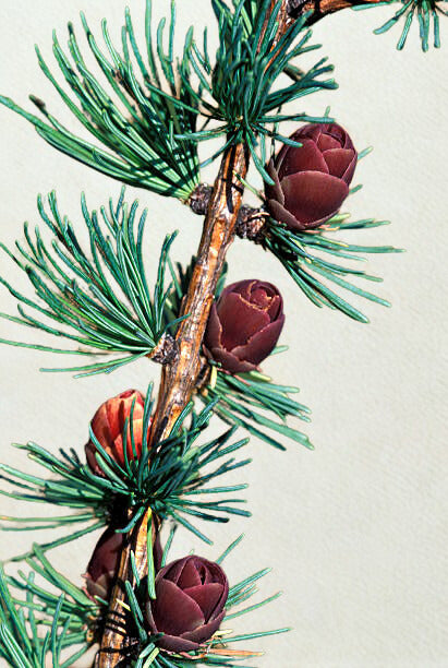 Buff Facial Micro Scrub